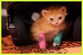 Tater Tot Kitten Died: How Tater Tot’s Heartwarming Life Ended
